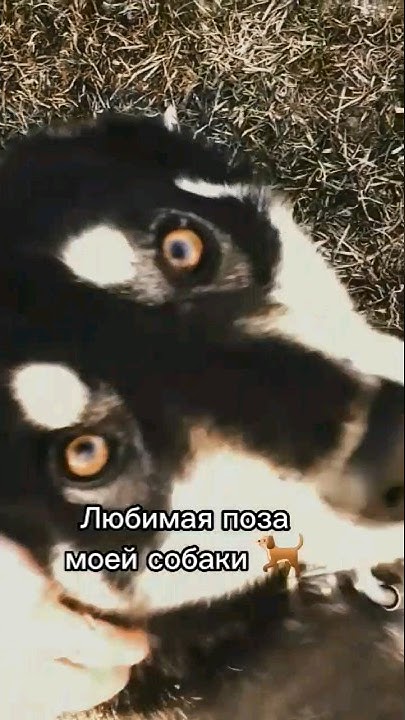 Моя собака. - YouTube