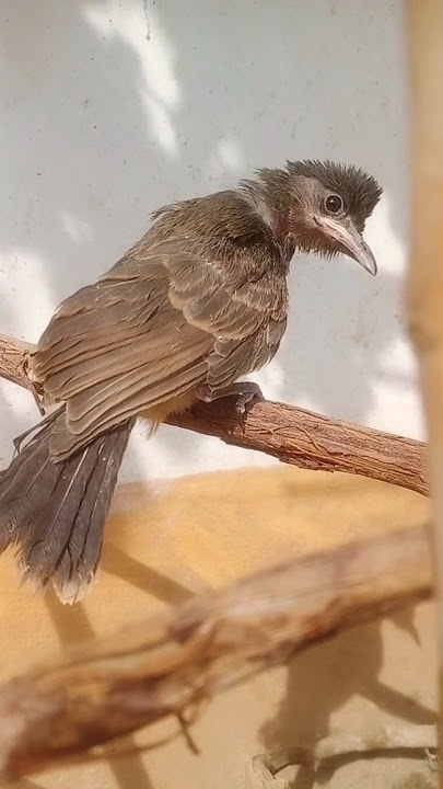 Bulbul bird sound | beautiful bulbul bird #viralvideo #shortsvideo