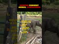 Ranking Funniest Animal Jumpscares: #trending #funny #ranking #pleasesubscribe #top5 #animals