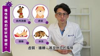 【毛孩健康小站】腎貓腎狗的日常獸醫師教你如何幫毛孩注射皮下點滴宋子揚獸醫師