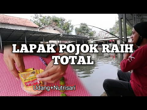 Spot Mancing Ikan Lele Di Sungai Dengan Arus Deras Dengan Settingan Mancing Yang Pass Dan Tepat Akan Mendapatkan Hasil Tangkapan Yang Sangat Memuask Sungai Ikan