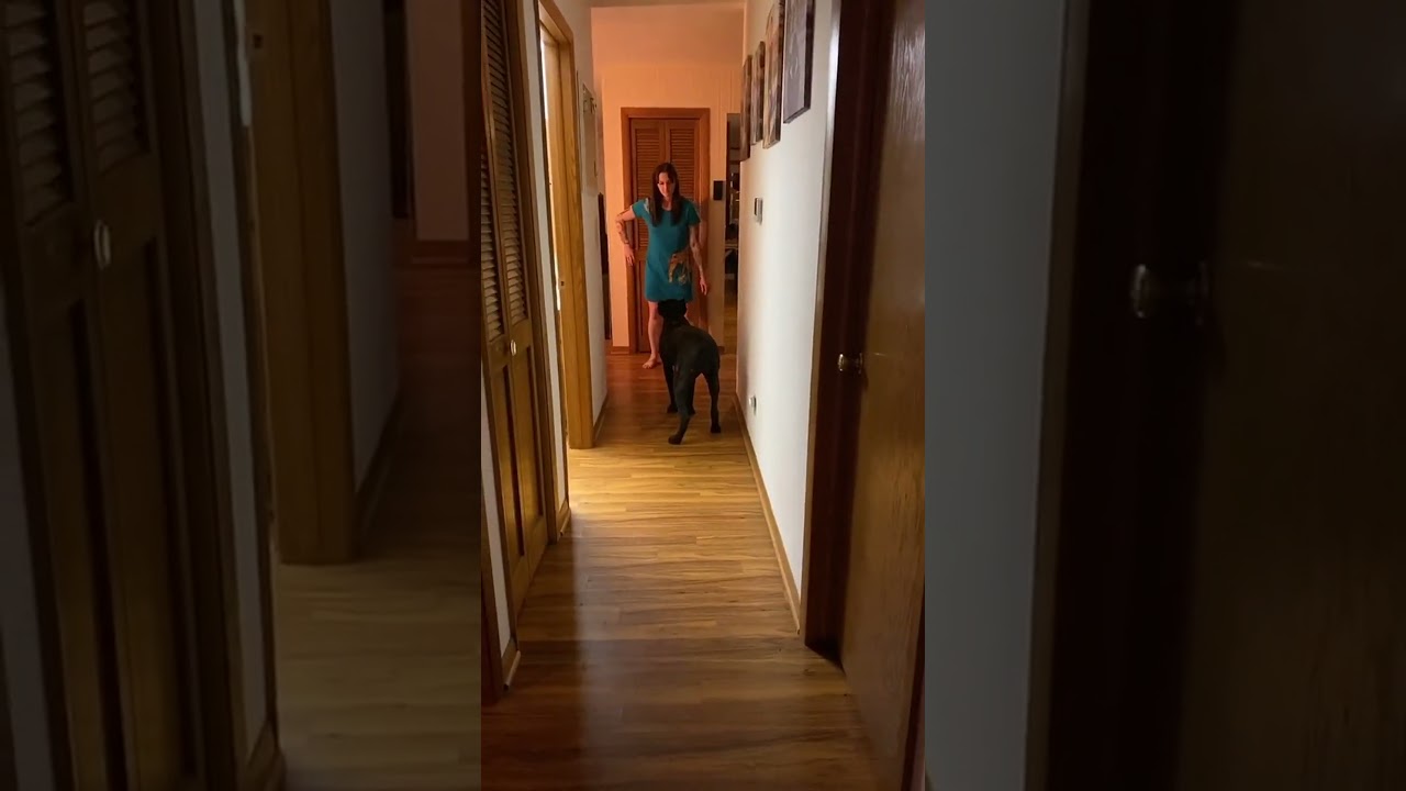 Effective dog training methods: mastering basic commands