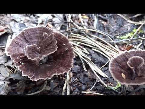 Thelephora caryophyllea (Schaeff.) Pers. čes. plesňák karafiátový ?