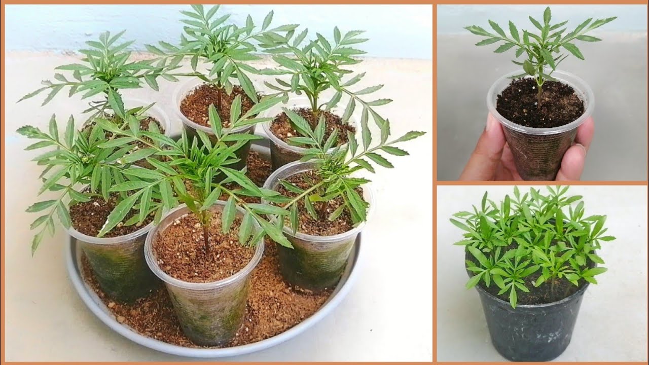 طريقة زراعة القطيفة الماري جولد من البذور في المنزل بكل بساطة