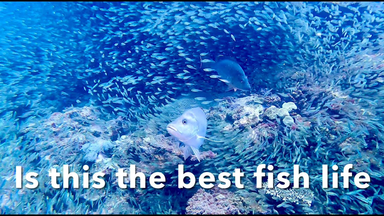 Maybe Australia’s best fish life, it certainly was for us scuba diving the Great Barrier Reef.
