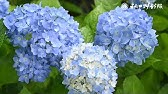 浴衣動画 秋田県男鹿市 紫陽花寺雲昌寺 相場詩織 Japan Akita Oga City Unshoji Shiori Aiba Youtube