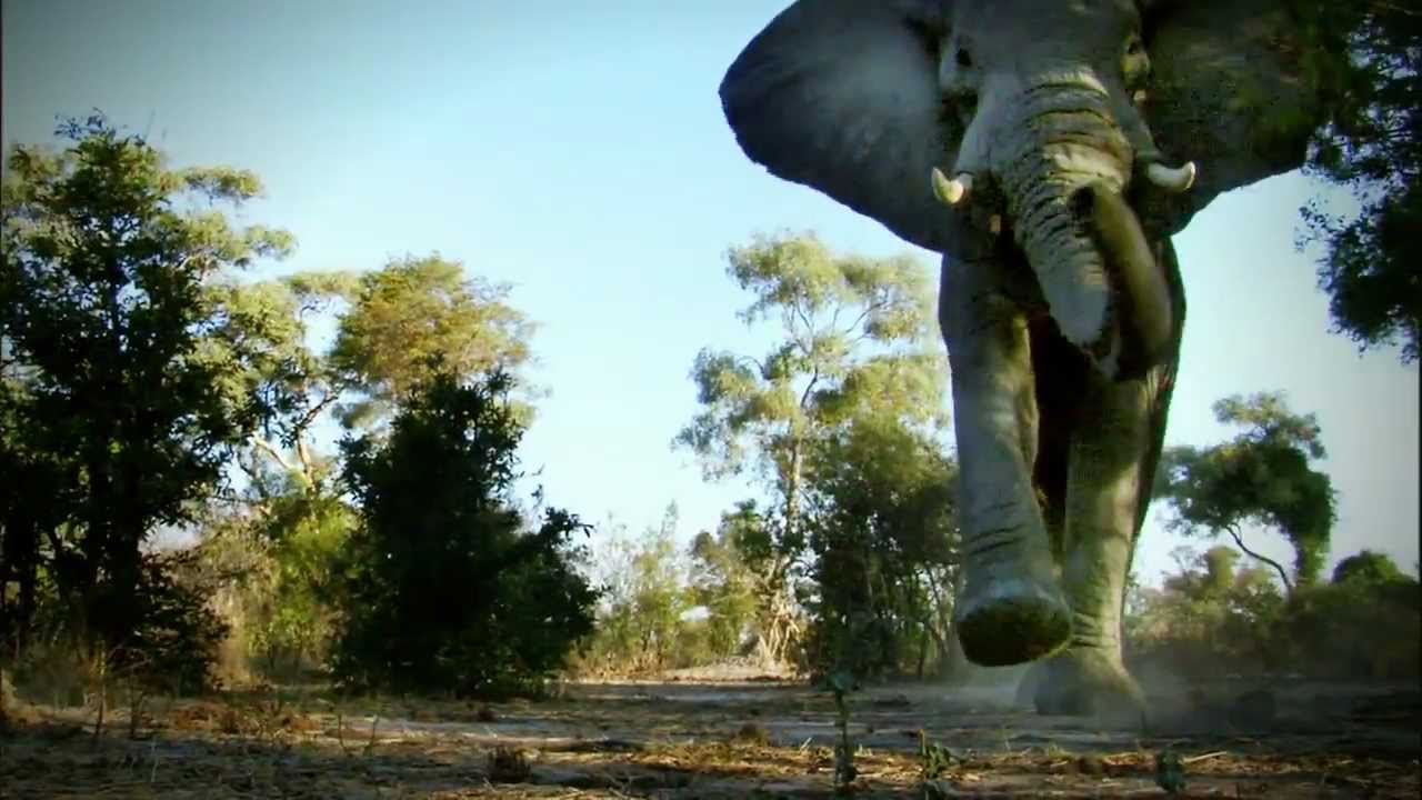 Nat Geo Wild Commercial 2011 HD - YouTube