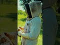 Beekeeper Finds Queen Cell: A New Hive Begins! #shorts
