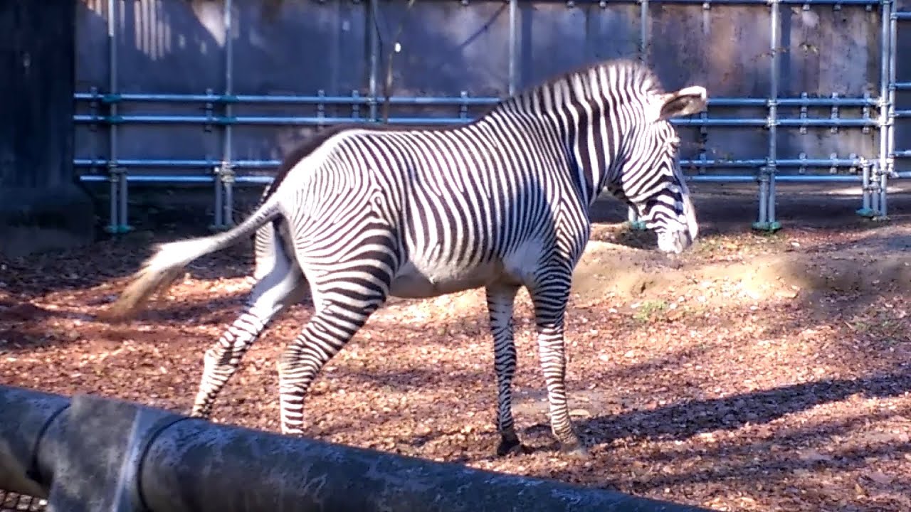 Дуэт зебр сильно помочился🦓 (С подпиской)