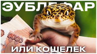 Авито? Питомник? Зоомагазин? ГДЕ КУПИТЬ ЭУБЛЕФАРА? Разбираем каждый вариант подробно