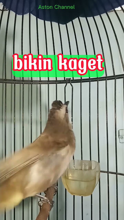 trucuk cak cok suara keras suara tembakannya kenceng bikin kaget