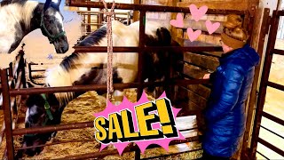 I CAN’T BELIEVE WHAT HAPPENED AT THIS HORSE AUCTION!