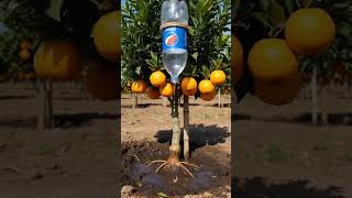 Genius Pepsi Bottle Irrigation Secret! 🤯🌿 #gardentips