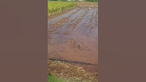 Bán 2 sổ đất thổ cư áp 4 xã phước tuy cần đước long an