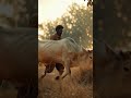 ek gaon me ek aadmi aur gaye rehte the #aivideo #youtubeshorts  #viral #trending #funnyvideo