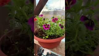 живу в Исландии #исландия