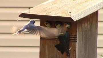 Tree Swallow Family 2024