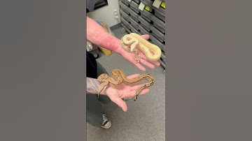 IMG Scoria het VPI or Fire Labyrinth Scoria het VPI?#snakecountry #scoria #scoriaboa #scorialaby