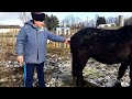 ЛОШАДИ/КУПИЛИ ВОРОНУЮ КОБЫЛКУ ПОЛКОВНИКУ