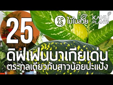 25ดิฟเฟนบาเกียเด่นสกุลเดียวก Morning routine 