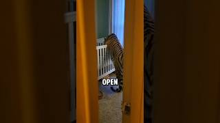 This Tiger Saved The Day