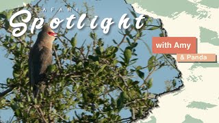 Secrets unveiled: Decoding the bush newspaper's mysteries - Safari Spotlight #8