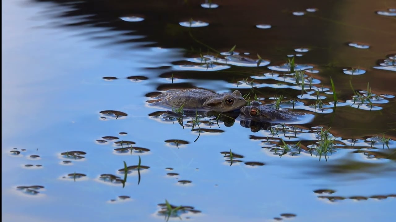 Watch Common Toad (Bufo bufo) - Brighton, February 2025 on YouTube Watch Common Toad (Bufo bufo) - Brighton, February 2025 on YouTube