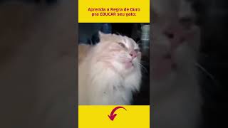 GATOS FOFOS e ENGRAÇADOS para melhorar seu dia 😻 compilação