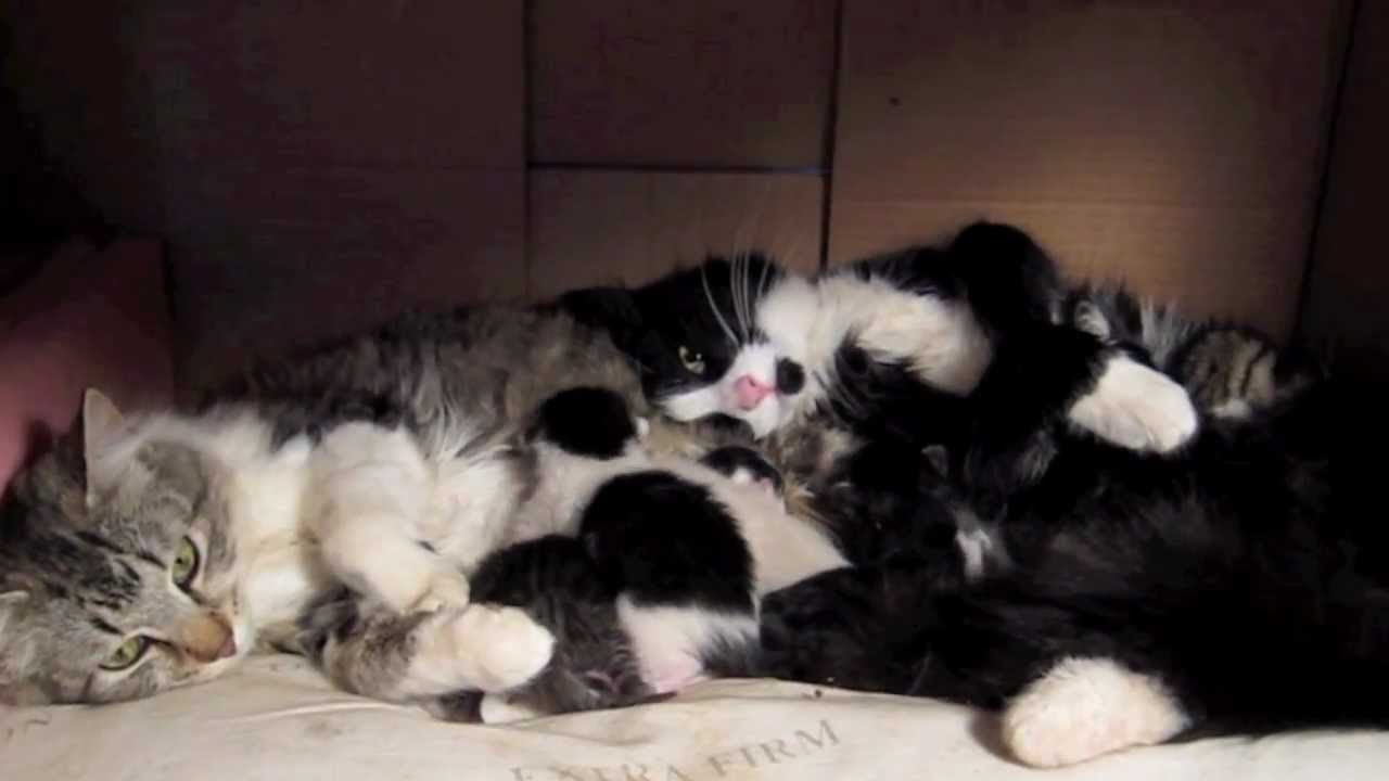 Two Mama Cats Share Kittens - YouTube