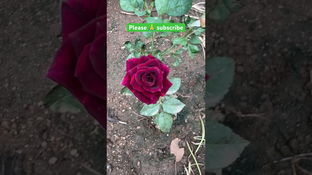 Black rose🌹#rose harvesting #garden - YouTube