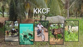 Kattutharai Routine || Sevalai kaalai || Karampasu kaalai || Goat Farming ||  Episode - 179