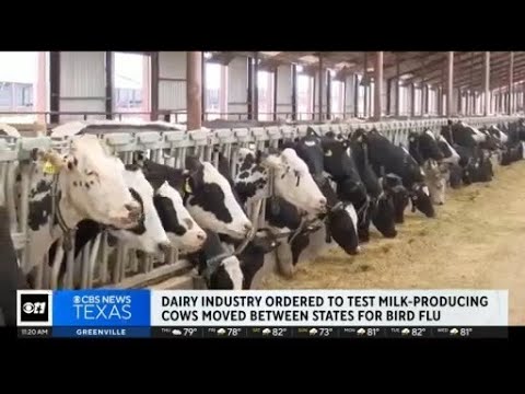 Agriculture Department says dairy industry must test dairy cows moved between states for bird flu