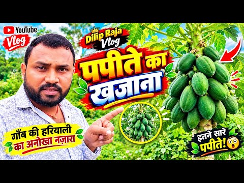 #vidio पपीते का खजाना 😱🌿 इतना सारा पपीता एक ही पेड़ पर! | #Dilip Raja #Vlog