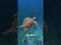 Sea Turtles Always Return Home… Even After Thousands of Miles 🐢🌊 #facts #animals #wildlife