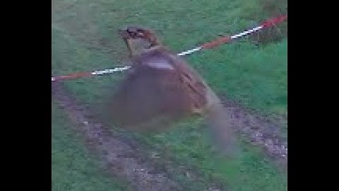 How to build a bird box camera using an Amazon blink camera (update)