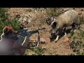 BEST WİLD BOAR HUNTS İN SUMMER - 2021-2022 SEASON | WHİTE LEGGED WİLD BOAR!!