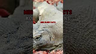 Komodo Dragons: The Incredible Truths You Never Knew