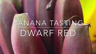 Download Lagu Tasting Florida Bananas - Dwarf Red - Morado MP3