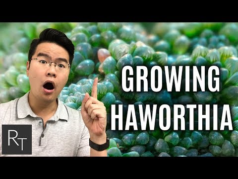 Video: Haworthia Cooper: Egenskaper, Plantering Och Vård Hemma