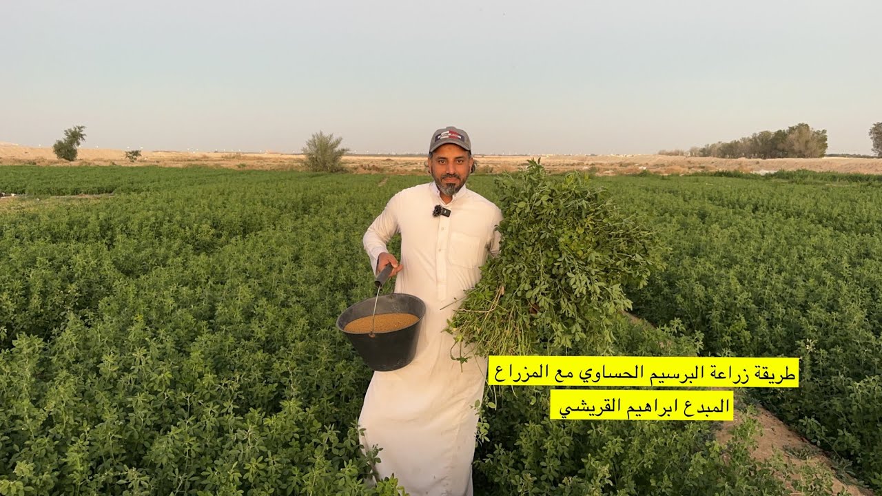 طريقة زراعة البرسيم الحساوي من البذرة الى الحصاد مع المزراع ابراهيم القريشي