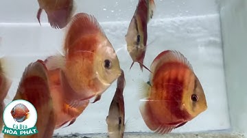 Cá Dĩa Hoa Hồng đẹp, giá rẻ tại Cá Dĩa Hòa Phát