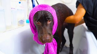 ADORABLE Labrador Retriever loves the groomers !