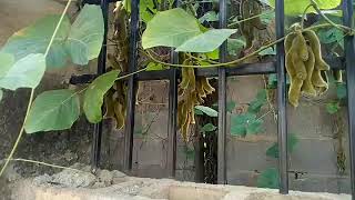 If you see this plant, run for your safety.