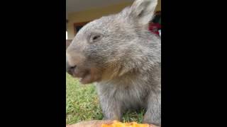Arthur the wombat eating sweet potato Arthur the wombat eating sweet potato