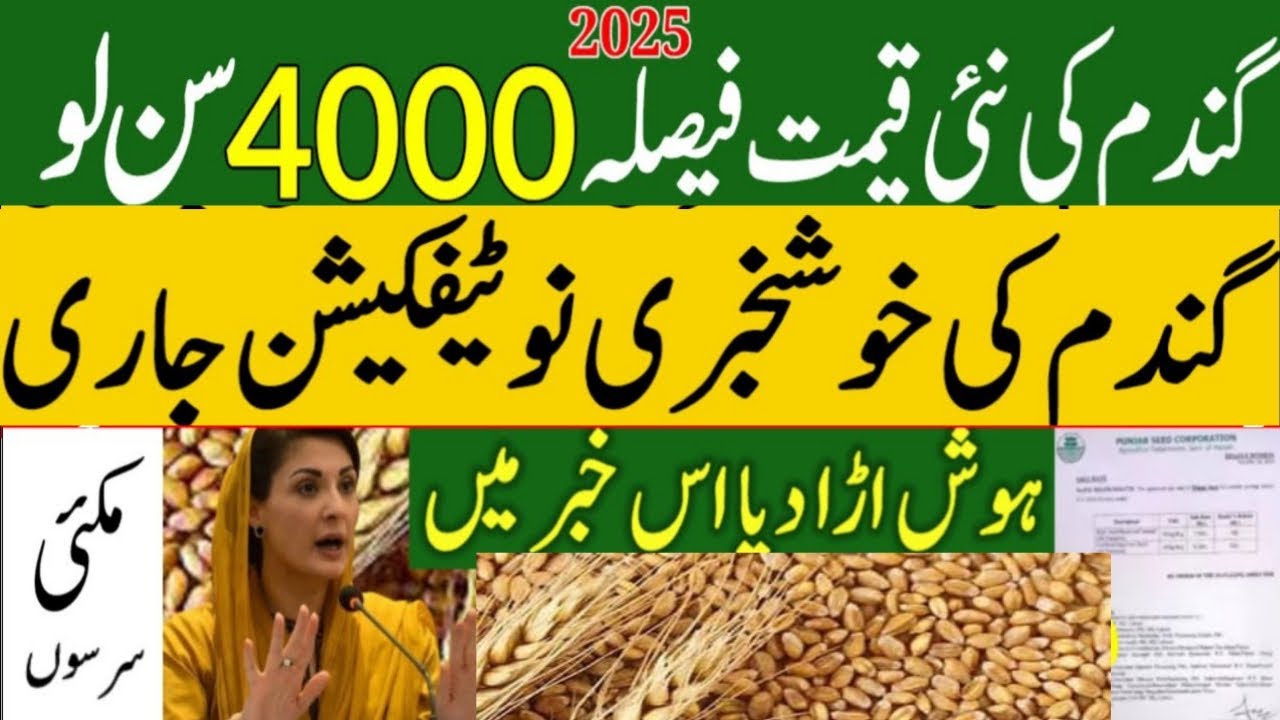Today Wheat price in punjab | گندم کا ریٹ 2025 | wheat price 2025 in ...