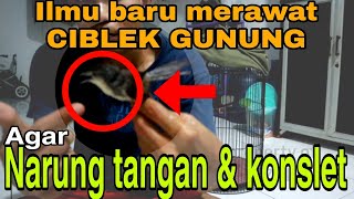oh ternyata begini Cara melatih ciblek gunung agar narung tangan dan gacor