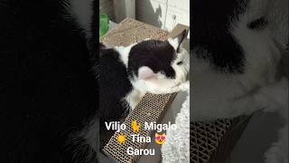 😻🐈MY CAT FAMILY 🐈😻#suomi #catshorts #positivity #HELLOMAY #familytimes 💖💖💖💖💖💖💖💖💖💖💖💖💖💖💖💖💖💖💖💖💖💖💖
