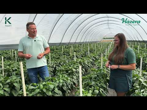Thrips control. 𝙋𝙍𝙕𝙔𝙎𝙏𝘼𝙉𝙀𝙆 𝙋𝘼𝙋𝙍𝙔𝙆𝘼 - 𝙒 𝘿𝙍𝙊𝘿𝙕𝙀 𝘿𝙊 𝙈𝘼𝙓 𝙋𝙇𝙊𝙉𝙐 - video from E-warzywnictwo