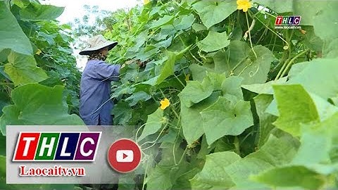 Hiệu quả một chuỗi liên kết sản xuất tại Tuyên Quang | THLC