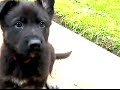Cute Police Puppies in Training Cute Police Puppies in Training